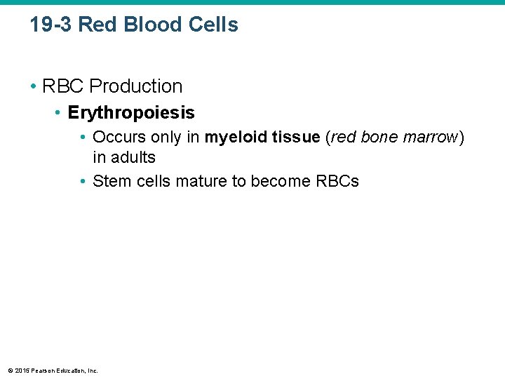19 -3 Red Blood Cells • RBC Production • Erythropoiesis • Occurs only in