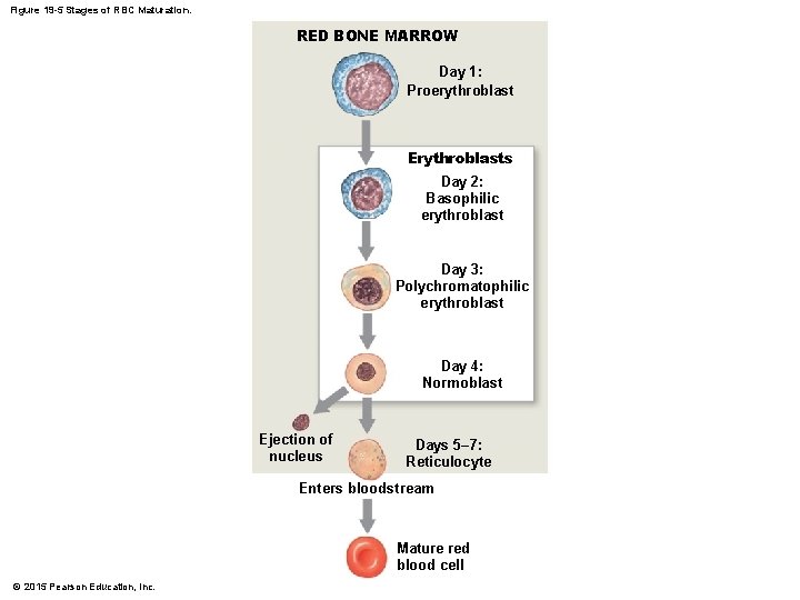 Figure 19 -5 Stages of RBC Maturation. RED BONE MARROW Day 1: Proerythroblast Erythroblasts