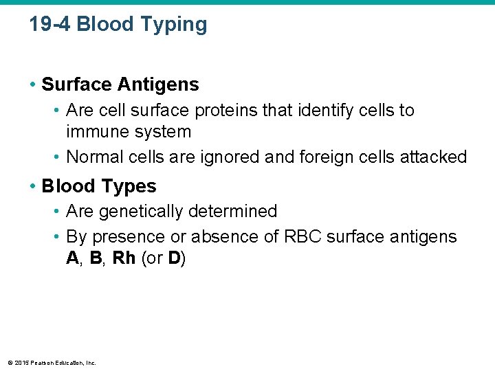19 -4 Blood Typing • Surface Antigens • Are cell surface proteins that identify