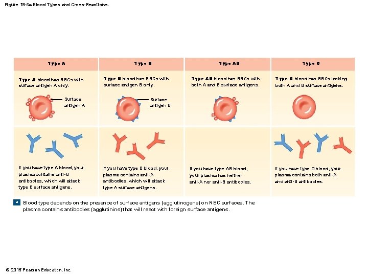 Figure 19 -6 a Blood Types and Cross-Reactions. Type A blood has RBCs with