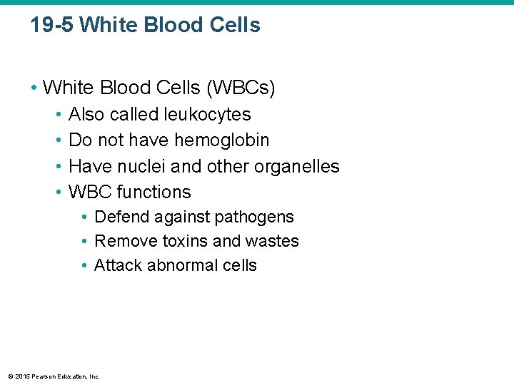 19 -5 White Blood Cells • White Blood Cells (WBCs) • • Also called