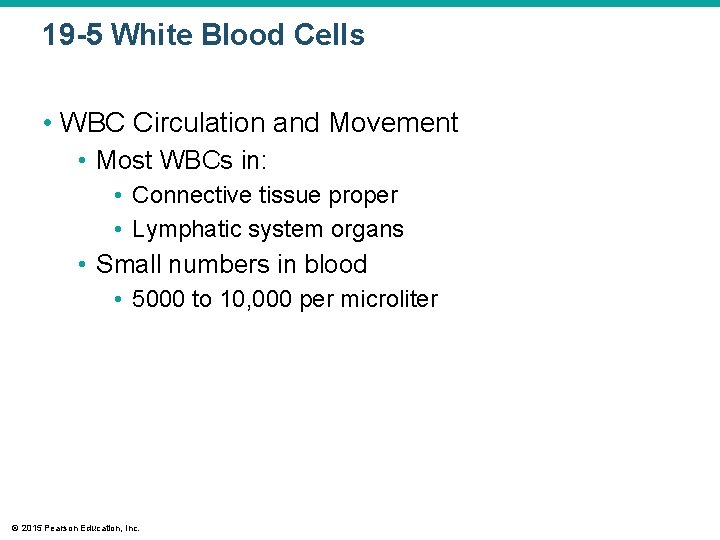 19 -5 White Blood Cells • WBC Circulation and Movement • Most WBCs in: