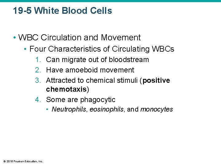 19 -5 White Blood Cells • WBC Circulation and Movement • Four Characteristics of