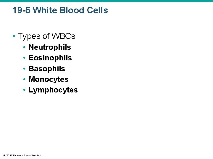 19 -5 White Blood Cells • Types of WBCs • • • Neutrophils Eosinophils