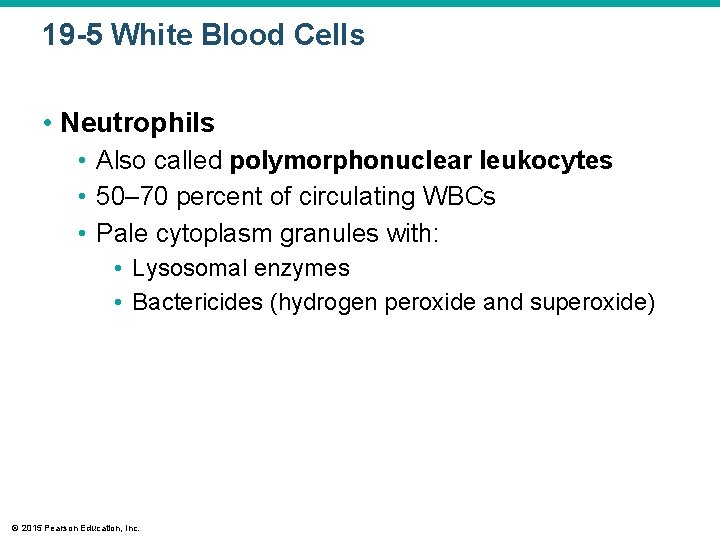 19 -5 White Blood Cells • Neutrophils • Also called polymorphonuclear leukocytes • 50–