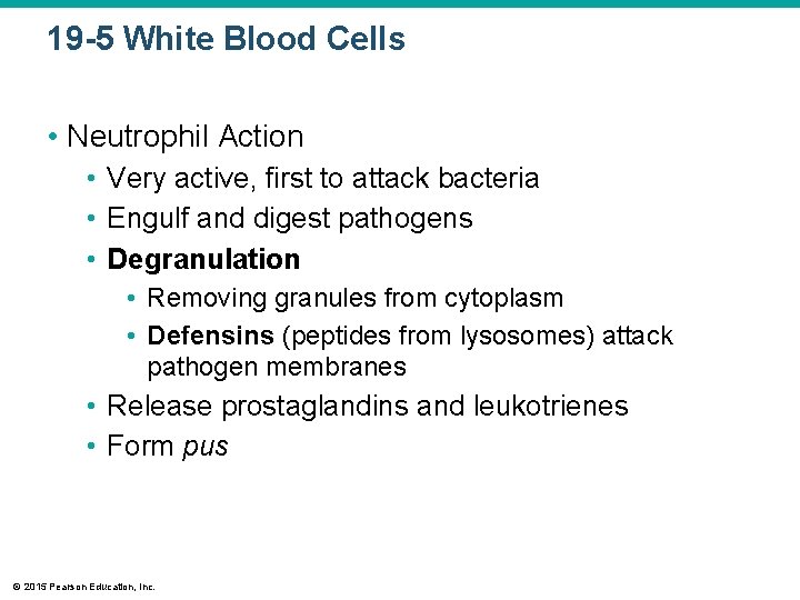 19 -5 White Blood Cells • Neutrophil Action • Very active, first to attack