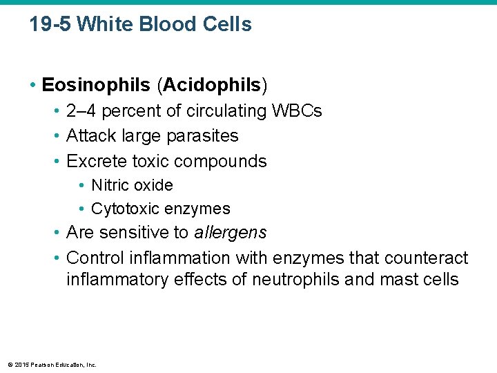 19 -5 White Blood Cells • Eosinophils (Acidophils) • 2– 4 percent of circulating