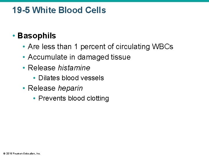 19 -5 White Blood Cells • Basophils • Are less than 1 percent of