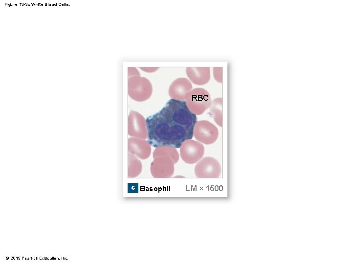 Figure 19 -9 c White Blood Cells. RBC c Basophil © 2015 Pearson Education,