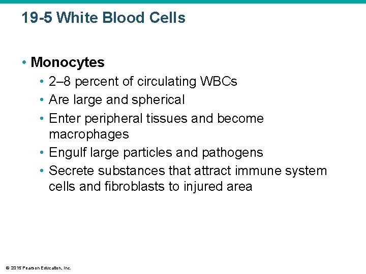 19 -5 White Blood Cells • Monocytes • 2– 8 percent of circulating WBCs