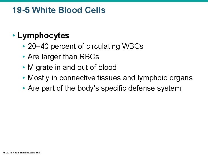 19 -5 White Blood Cells • Lymphocytes • • • 20– 40 percent of
