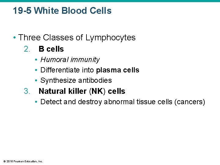 19 -5 White Blood Cells • Three Classes of Lymphocytes 2. B cells •