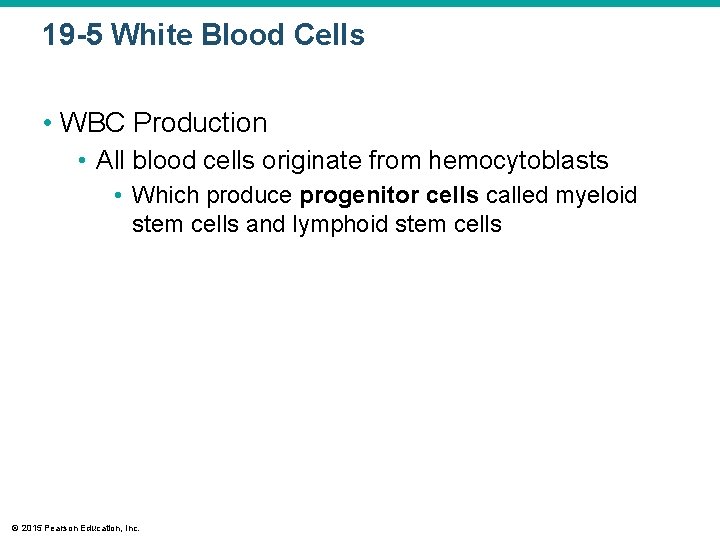 19 -5 White Blood Cells • WBC Production • All blood cells originate from