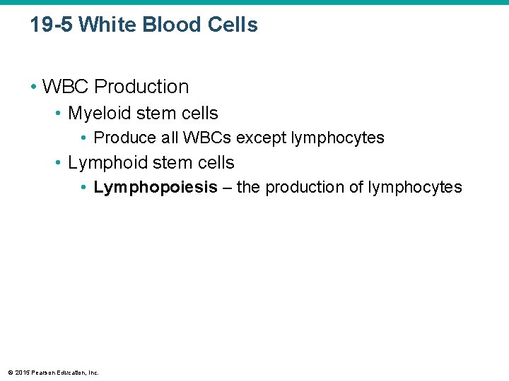 19 -5 White Blood Cells • WBC Production • Myeloid stem cells • Produce