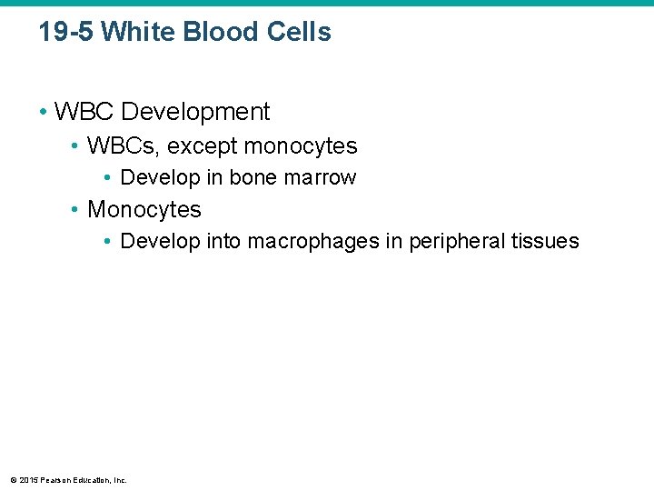 19 -5 White Blood Cells • WBC Development • WBCs, except monocytes • Develop