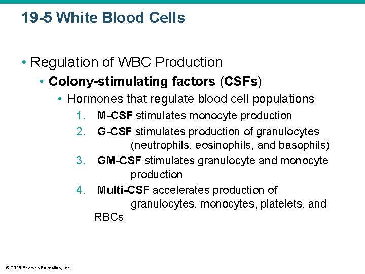 19 -5 White Blood Cells • Regulation of WBC Production • Colony-stimulating factors (CSFs)