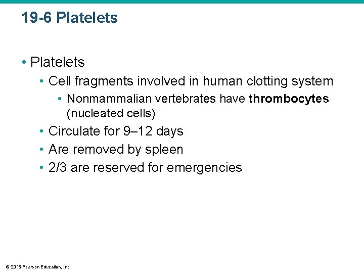 19 -6 Platelets • Cell fragments involved in human clotting system • Nonmammalian vertebrates