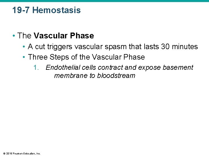 19 -7 Hemostasis • The Vascular Phase • A cut triggers vascular spasm that