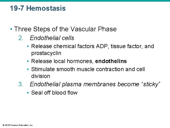 19 -7 Hemostasis • Three Steps of the Vascular Phase 2. Endothelial cells •