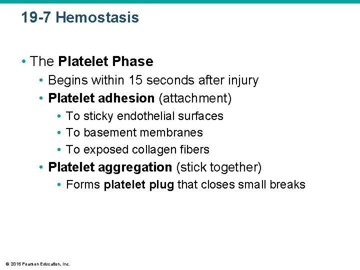 19 -7 Hemostasis • The Platelet Phase • Begins within 15 seconds after injury