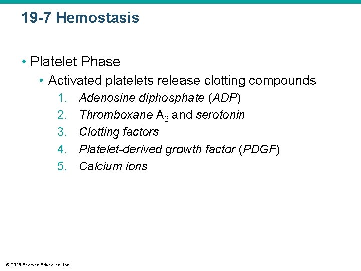19 -7 Hemostasis • Platelet Phase • Activated platelets release clotting compounds 1. 2.