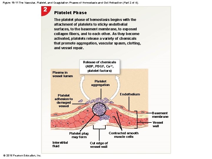 Figure 19 -11 The Vascular, Platelet, and Coagulation Phases of Hemostasis and Clot Retraction