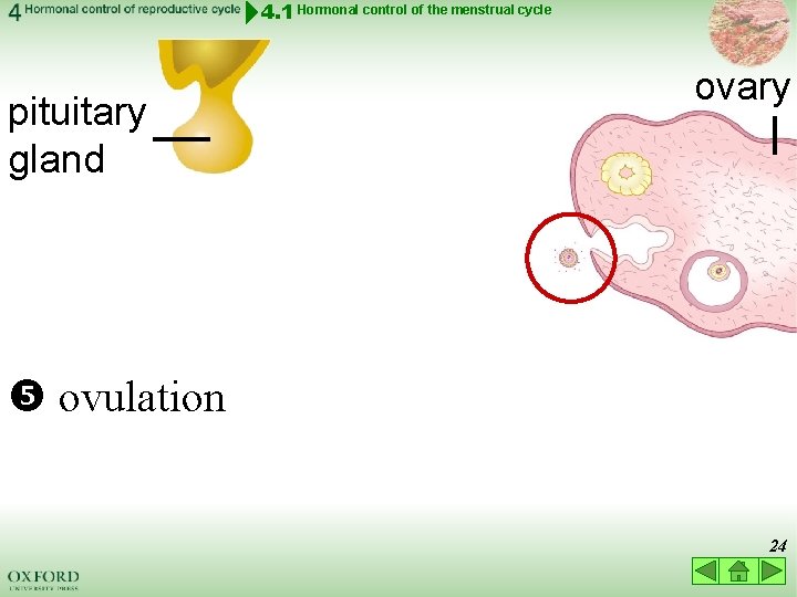 1 Think About 4 1 Hormonal Control Of