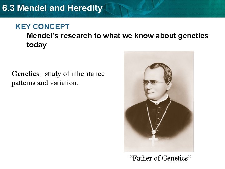 6. 3 Mendel and Heredity KEY CONCEPT Mendel’s research to what we know about