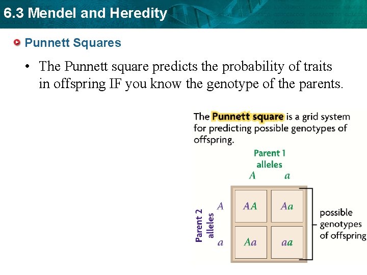 6. 3 Mendel and Heredity Punnett Squares • The Punnett square predicts the probability