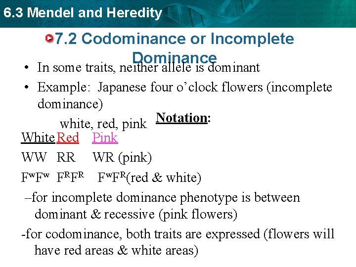 6. 3 Mendel and Heredity 7. 2 Codominance or Incomplete Dominance • In some