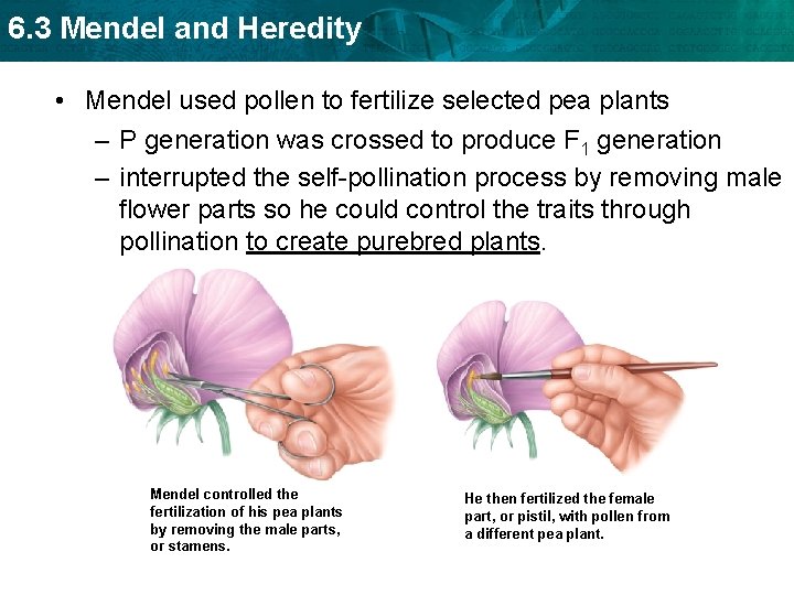 6. 3 Mendel and Heredity • Mendel used pollen to fertilize selected pea plants