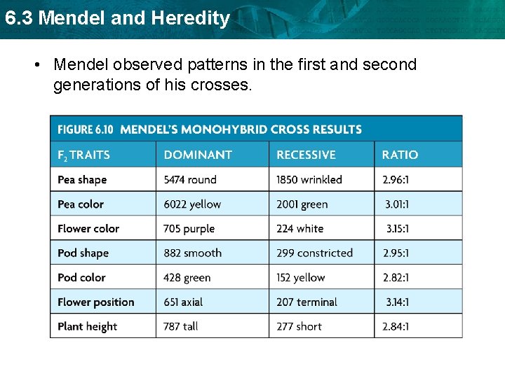 6. 3 Mendel and Heredity • Mendel observed patterns in the first and second