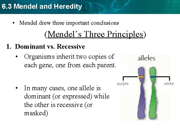 6. 3 Mendel and Heredity • Mendel drew three important conclusions (Mendel’s Three Principles)