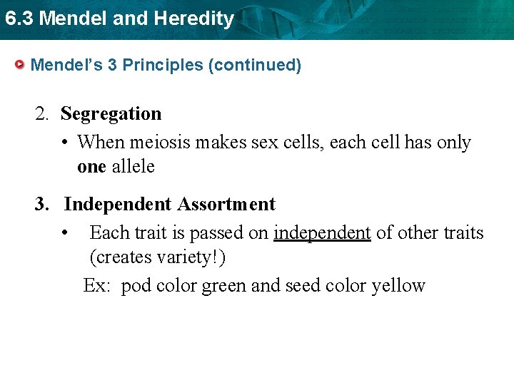 6. 3 Mendel and Heredity Mendel’s 3 Principles (continued) 2. Segregation • When meiosis