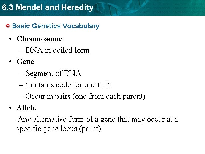 6. 3 Mendel and Heredity Basic Genetics Vocabulary • Chromosome – DNA in coiled