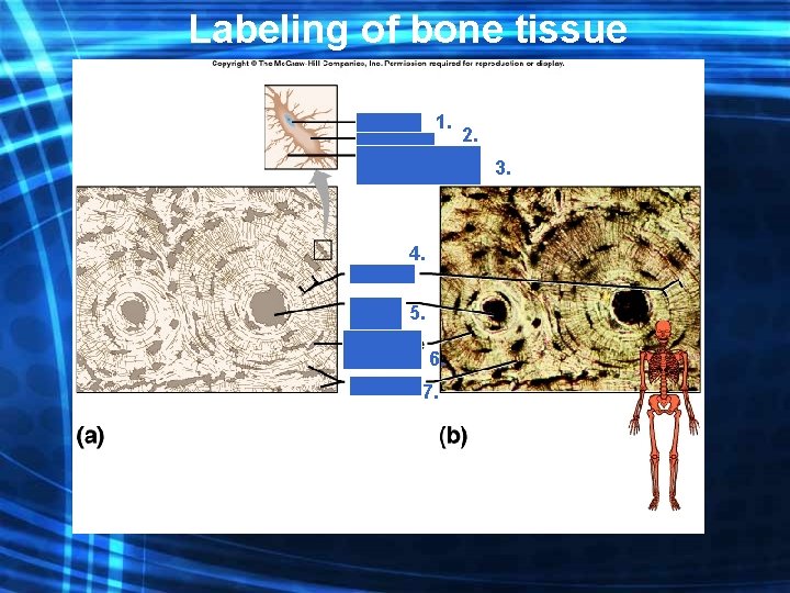 Labeling of bone tissue 1. 2. 3. 4. 5. 6. 7. 