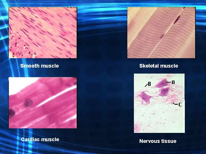 Smooth muscle Skeletal muscle Cardiac muscle Nervous tissue 
