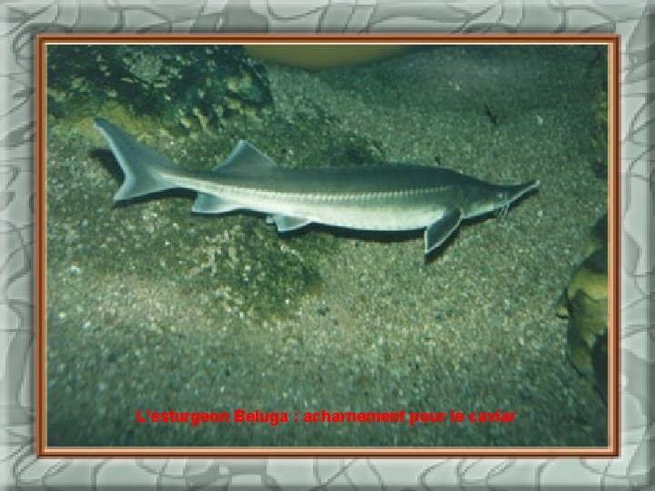 L'esturgeon Beluga : acharnement pour le caviar 