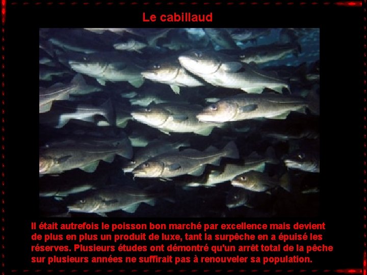 Le cabillaud Il était autrefois le poisson bon marché par excellence mais devient de