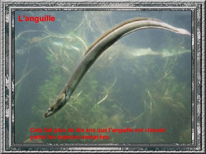 L'anguille Cela fait plus de dix ans que l'anguille est classée parmi les espèces