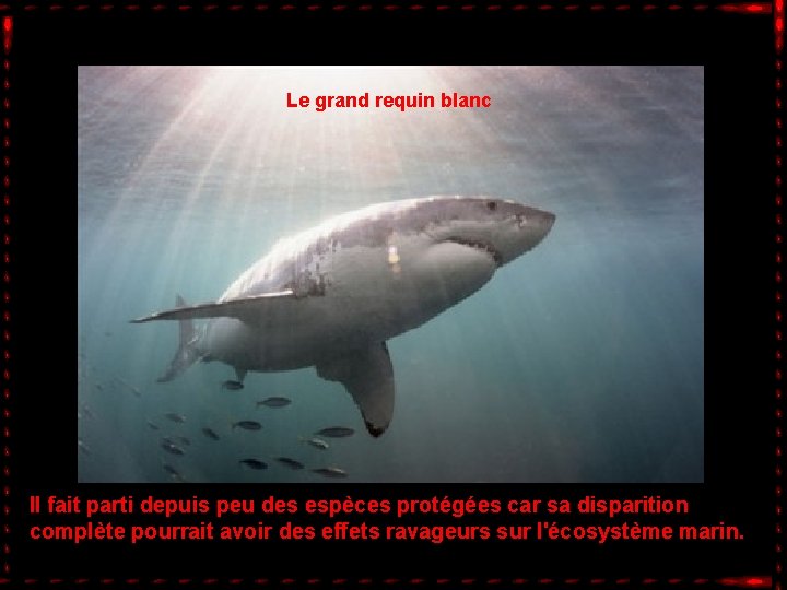 Le grand requin blanc Il fait parti depuis peu des espèces protégées car sa