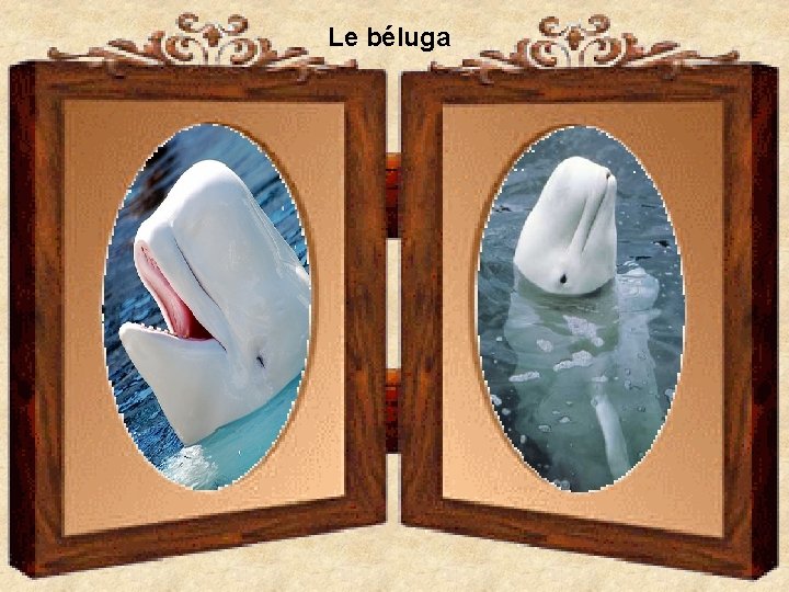 Le béluga 