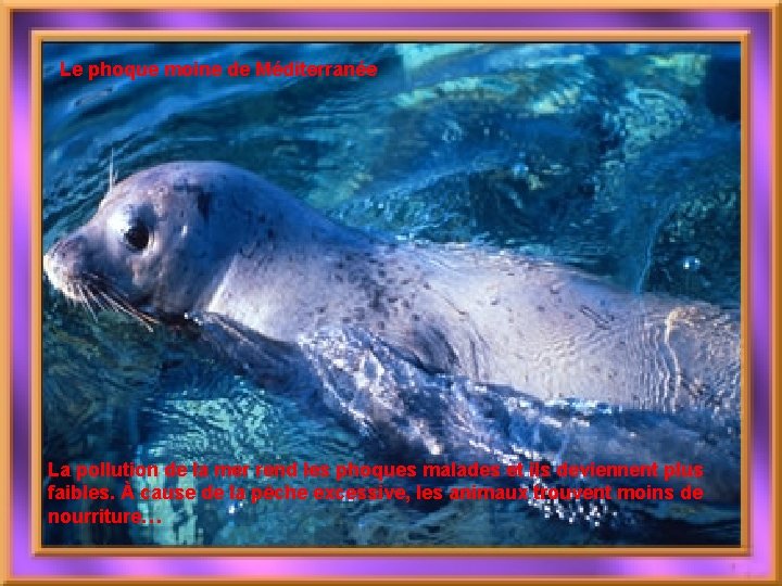 Le phoque moine de Méditerranée La pollution de la mer rend les phoques malades