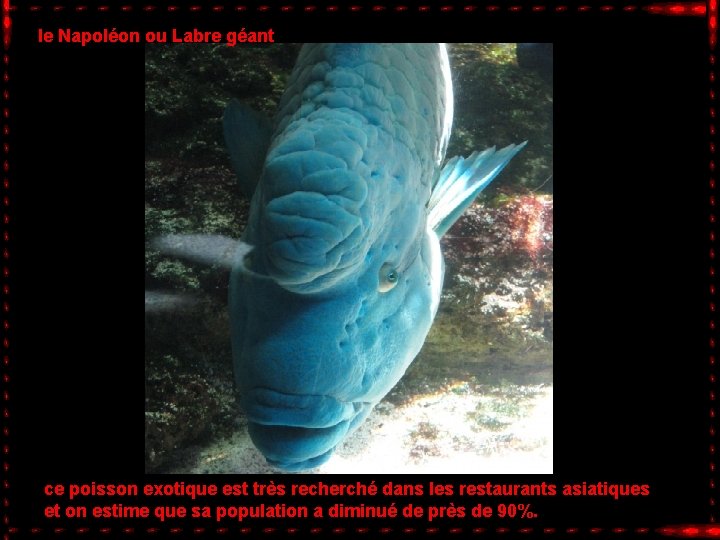 le Napoléon ou Labre géant ce poisson exotique est très recherché dans les restaurants