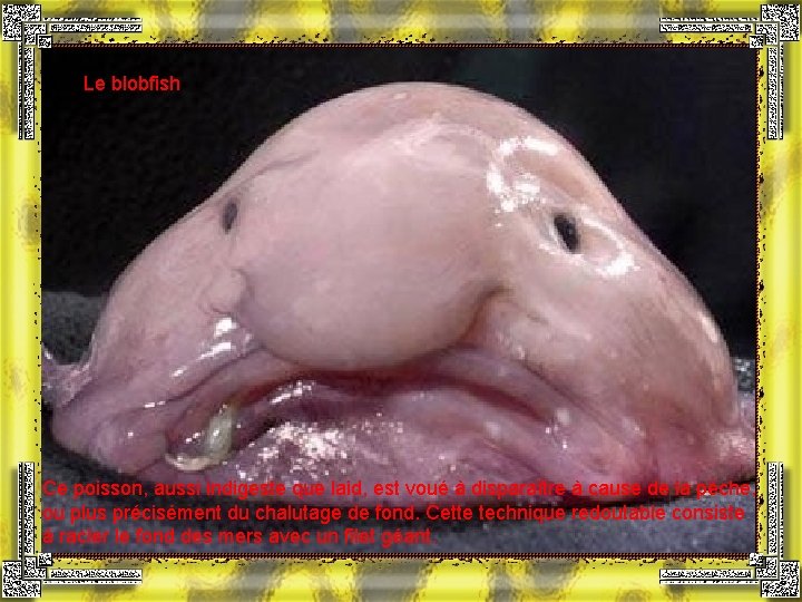 Le blobfish Ce poisson, aussi indigeste que laid, est voué à disparaître à cause