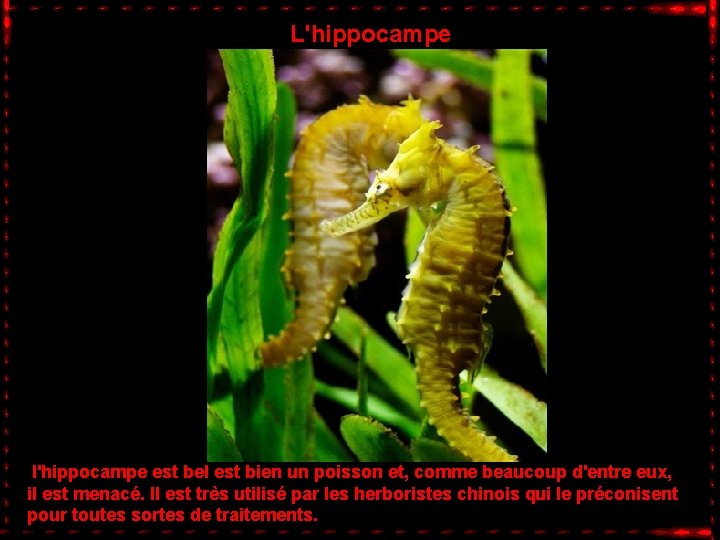 L'hippocampe l'hippocampe est bel est bien un poisson et, comme beaucoup d'entre eux, il