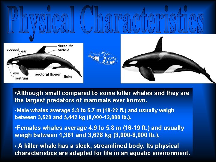 • Although small compared to some killer whales and they are the largest • Although small compared to some killer whales and they are the largest