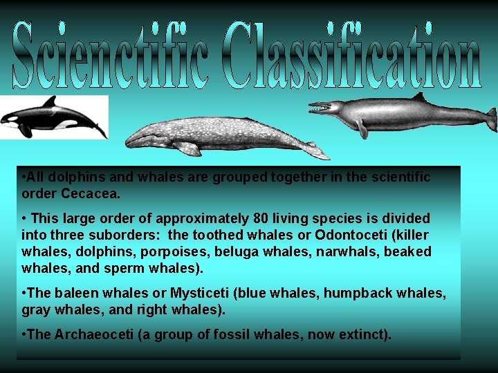 • All dolphins and whales are grouped together in the scientific order Cecacea. • All dolphins and whales are grouped together in the scientific order Cecacea.