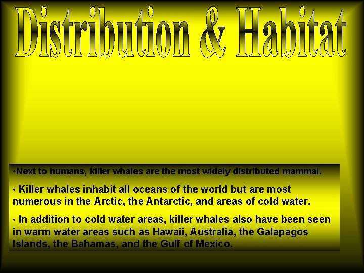 • Next to humans, killer whales are the most widely distributed mammal. • • Next to humans, killer whales are the most widely distributed mammal. •