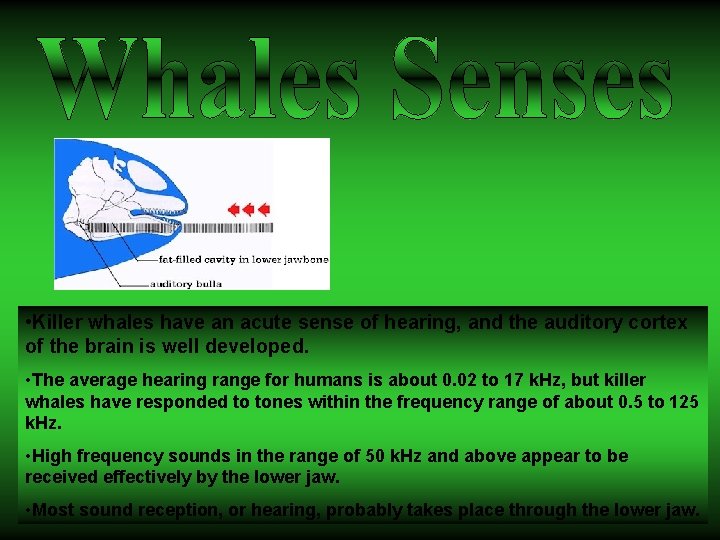 • Killer whales have an acute sense of hearing, and the auditory cortex • Killer whales have an acute sense of hearing, and the auditory cortex